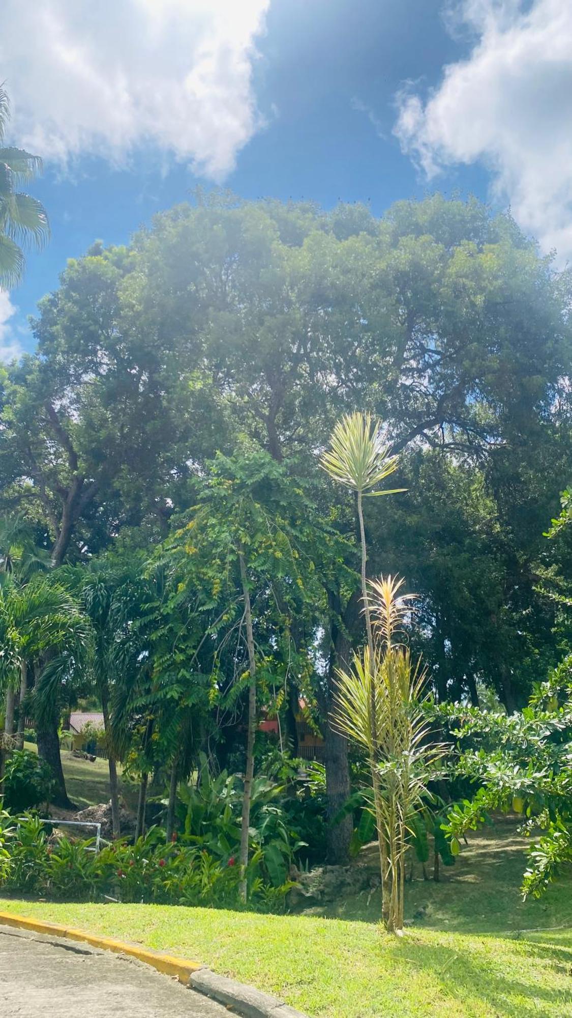 Secret Garden Villa Sainte-Anne Dış mekan fotoğraf